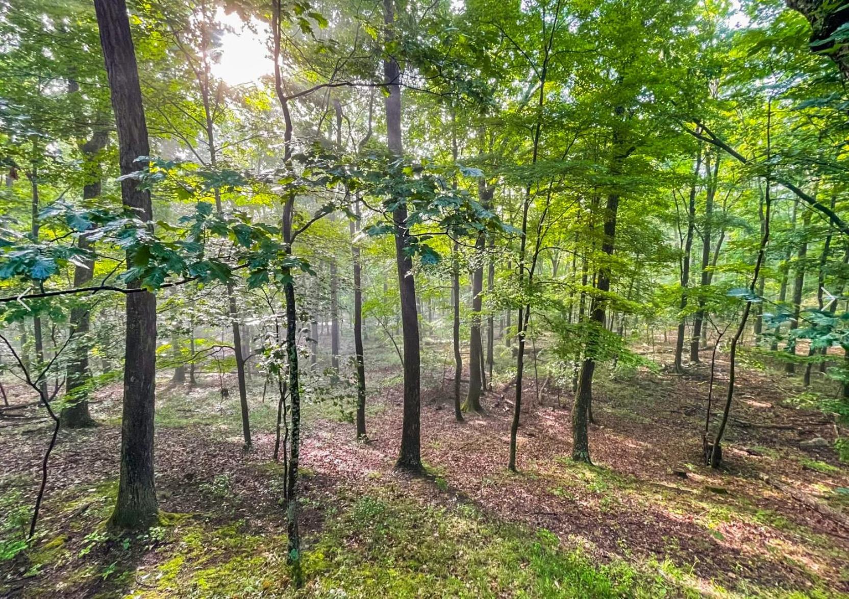 Chalet W Hot Tub, Large Deck, Grill, & Fast Wifi Berkeley Springs Extérieur photo